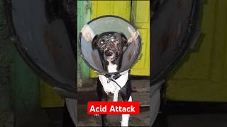 Acid Attack Dog  Rythem sheel [upl. by Chiquia]