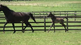 FASIDE FRENCH CONNECTION 2019 filly by Furstenlook x Sir Donnerhall [upl. by Montagna]