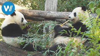 Zoo Vienna  Tiergarten Schönbrunn  The oldest zoo in the world [upl. by Bill]