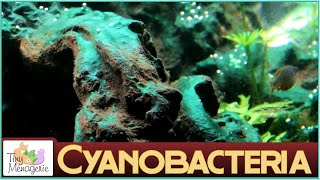 Cyanobacteria Bluegreen Algae  About and How to Get Rid of It [upl. by Nehr509]