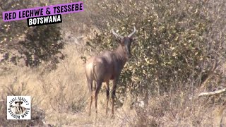 Red Lechwe amp Tsessebe Hunt in Botswana [upl. by Eileek]