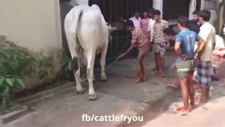 Video de VACAS graciosas Videos of funny COWS [upl. by Marteena]