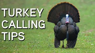 TURKEY CALLING TIPS  Turkey Sounds and What They Mean [upl. by Ainimre295]