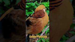 Golden Pheasant  Beautiful Birds birdssounds youtubeshorts [upl. by Retloc]