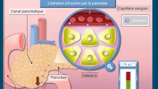 Questce que la régulation de la glycémie [upl. by Nicky]