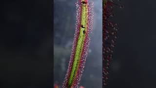 Best Carnivorous Plants To Grow Indoors On A Windowsill For Beginners [upl. by Columba]