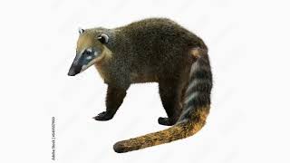 5 wild facts you won’t believe about coatis [upl. by Nuawaj720]