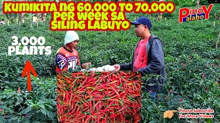 Ganito Kalaki ang Kitaan sa Siling Labuyo  3000 Plants [upl. by Trinia]