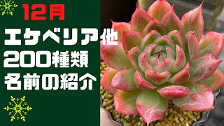 【多肉植物】エケベリアを中心に200種類名前とともにご紹介❣️ [upl. by Sorce177]