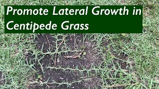 BARE SPOTS in Centipede Lawn  Promote lateral growth and spreading of the stolonsrunners [upl. by Ellecrad951]