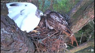 Angel Leucistic Redtailed Hawk  Angel amp Tom Visit The Nest 🐦 Window To Wildlife 5224 [upl. by Eilrahc]