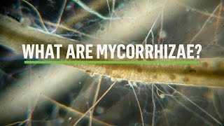 MYCORRHIZAE How does the symbiosis take place [upl. by Omlesna]