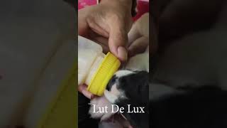 Bottle Feeding Milk Puppies puppy [upl. by Neerod552]