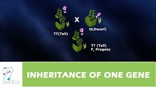 X Linked Inheritance Explained [upl. by Aynatal]