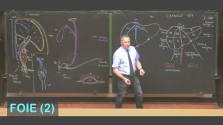 Anatomie du foie 2 Abdomen 5 [upl. by Brader]