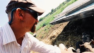 Man Discovers How To Feed Pigs  WITHOUT GRAIN [upl. by Hurley]