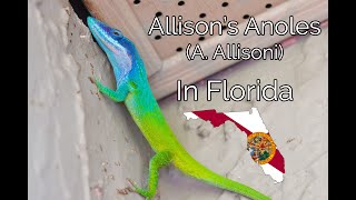 Rare Florida Anoles The Allisons Anole A Allisoni [upl. by Corrinne]