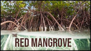 Red Mangrove Facts The Biology Explained [upl. by Asoramla]