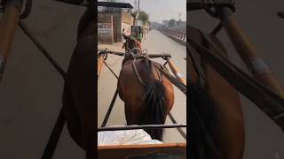 Why This Traditional Carriage Ride in Peshawar is a MustDo [upl. by Lynne]