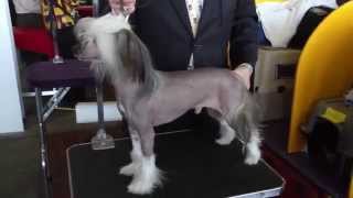 Chinese Crested a Fascinating Hairless Dog Breed [upl. by Gayleen]