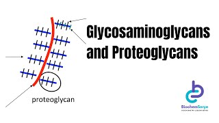 GlycosaminoglycansProteoglycans  Biochemistry [upl. by Dobb]