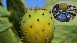 The best way to remove thorns from Prickly pear cactus [upl. by Eintrok543]