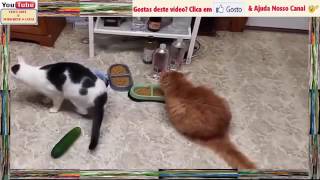 Gatos e Pepinos Para Gargalhadas YouTube [upl. by Gillmore]