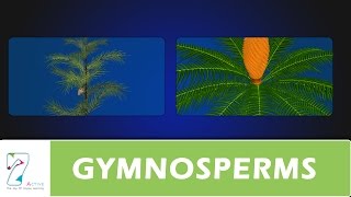 GYMNOSPERMS [upl. by Nennahs]