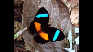 Rare butterflies of the world [upl. by Onairpic341]