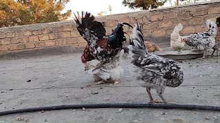 Rooster Mating with Chicken [upl. by Rexanne]