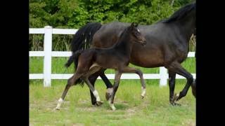 wwwreitschulesandbrinkde foal SANDBRINK  FÜRST ROMANCIER Dressage [upl. by Alphard]