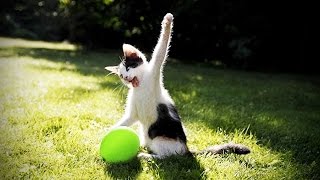 CATS vs BALLOONS 😂 HD Funny Pets [upl. by Coats]