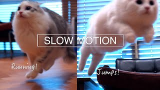 SLOW MOTION  Fluffy kittens playing chase is very cute 🐱Relaxing Moment🐱 [upl. by Karlens]