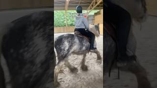 Une séance avec ma demipension 🐴 cheval horse equestrian [upl. by Punak]