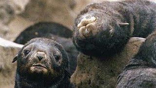 Northern Fur Seals On The Pribilof Islands  Southern Bering Sea Alaska  Pinnipeds [upl. by Tai513]