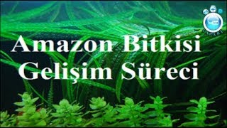 Amazon Bitki Gelişim Süreci [upl. by Emlynn]