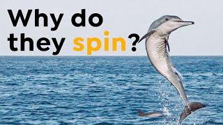 Spinner dolphins  The athletes of the sea [upl. by Lamrert]