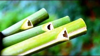 How to make a Flute or Swanee Slide Whistle out of Bamboo  Sensory Learning 4 Life [upl. by Anaugal]