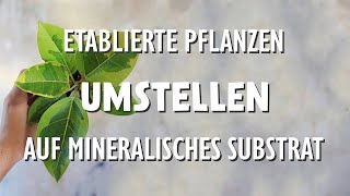 Etablierte Pflanzen in mineralisches Substrat setzen  so gelingt es dir [upl. by Jaclyn]