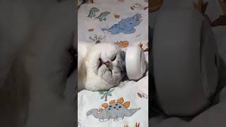 He had a bad dream 😁catshorts catmemes catvideo [upl. by Nikolas486]