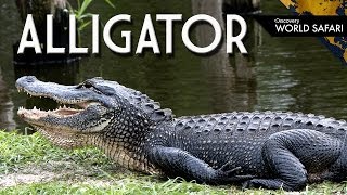 9 Alligator Fun Facts [upl. by Vanny]