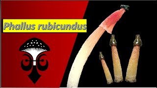 Phallus rubicundus the orange stinkhorn mushroom Part I [upl. by Braden260]