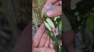 Plant grafting and tree care techniques 2819 [upl. by Yancy]