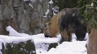 Winterwunderland im Zoo Berlin  Winter wonderland in Zoo Berlin [upl. by Aria684]