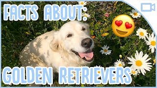 10 Facts About Golden Retrievers [upl. by Notsa]