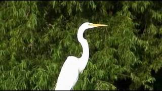 Florida WaterbirdsEgretsHeronsCranes Video Footage [upl. by Eidac]