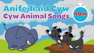 Caneuon yr Anifeiliaid  Welsh Animal Songs for Children  Cyw [upl. by Phelips]