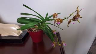 Orchid spotlight Aerides Flabellata [upl. by Jaal]