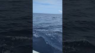 Dwarf Spinner Dolphins riding the bow of our ship [upl. by Vial]