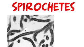 Spirochetes [upl. by Eiclud]